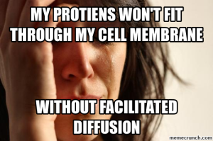 proteins dont fit without faciltaed diffusion