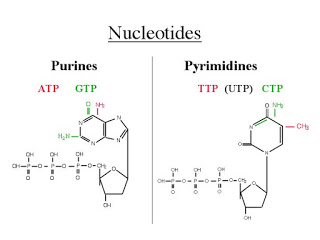 There a 4 different nucleotides ATP,GTP (purines) TTP,CTP